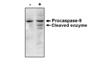 AM05287PU-N - Caspase-9