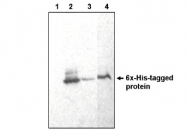 AM05288PU-N - 6xHistidine Epitope Tag