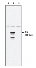 AM05290PU-N - RIT1