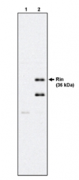 AM05291PU-N - RIT2