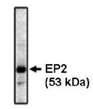 AM05325PU-N - PTGER2