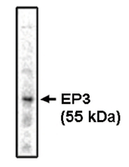 AM05326PU-N - PTGER3