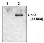 AM05327PU-N - TP53 / p53