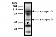 AM05331PU-N - HIRA / TUPLE1