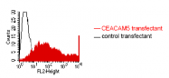 DM1202 - CD66e / CEACAM5