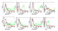 DM1202 - CD66e / CEACAM5