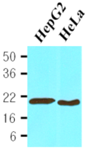AM03177PU-N - Cyclophilin B