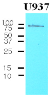 AM03178PU-N - CD44