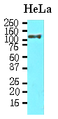 AM03179PU-N - Heat shock protein 105 / HSP105