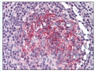 AP07592PU-N - CD121b / IL1R2