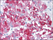 AM06069PU-N - CD98 / SLC3A2