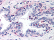 AP07257PU-N - PPAR-gamma