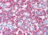 AP07274PU-N - AVEN