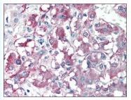 AP07688PU-N - CARD9