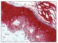 AP07689PU-N - Caspase-14