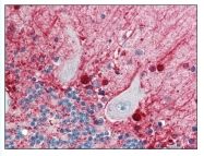 AP07691PU-N - Caspase-5