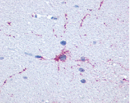 SP4406P - mGluR8 / GRM8