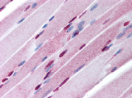 AP07328PU-N - Sal-like protein 4 (SALL4)