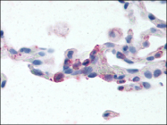 AP06984PU-N - CD312 / EMR2
