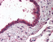 AP07558PU-N - AP1 complex subunit gamma-1 / AP1G1