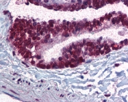 AP07554PU-N - CDC16 / APC6