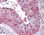 AP07540PU-N - Actin beta / ACTB