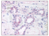 AP07711PU-N - RELA / NF-kB p65