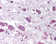 AP07538PU-N - Orexin