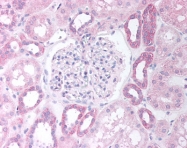AP07520PU-N - PAX8
