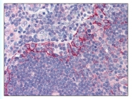 AP07790PU-N - CD286 / TLR6