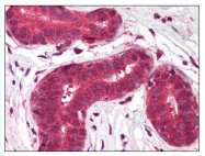 AP07791PU-N - TMED10 / TMP21