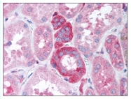 AP07811PU-N - Transducin beta chain 5 (GNB5)