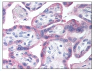 AP07821PU-N - EGFR / ERBB1