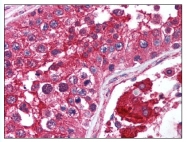 AP07823PU-N - mTOR / FRAP1