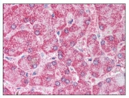AP07824PU-N - PPAR-gamma