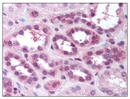 AP07825SU-N - RELA / NF-kB p65