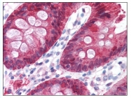 AP07842PU-N - Carbonic anhydrase 2