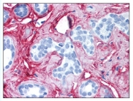 AP07844PU-N - Collagen type VI