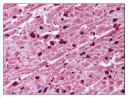 AP07855PU-N - Caspase-4