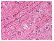 AP07868PU-N - alpha Tubulin / TUBA1B