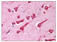 AP07874PU-N - Caspase-12