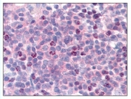 AP07894PU-N - Cyclin L1