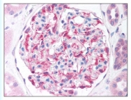 AP07898PU-N - HIF1 beta / ARNT