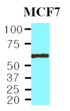 AM03184PU-N - Protein phosphatase 1B / PPM1B