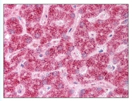 AP07949PU-N - CD295 / Leptin Receptor