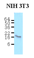 AM03186PU-N - Calmodulin