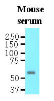 AM03187PU-N - Interleukin-16 / IL16