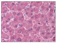AP07983PU-N - CD71 / TFRC