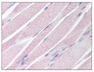 AP07993PU-N - Anosmin-1