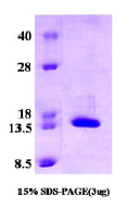 AR03039PU-L - CRABP2